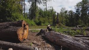 Whispering Pines, NC Tree Care Company