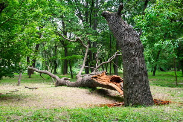 How Our Tree Care Process Works  in  Whispering Pines, NC