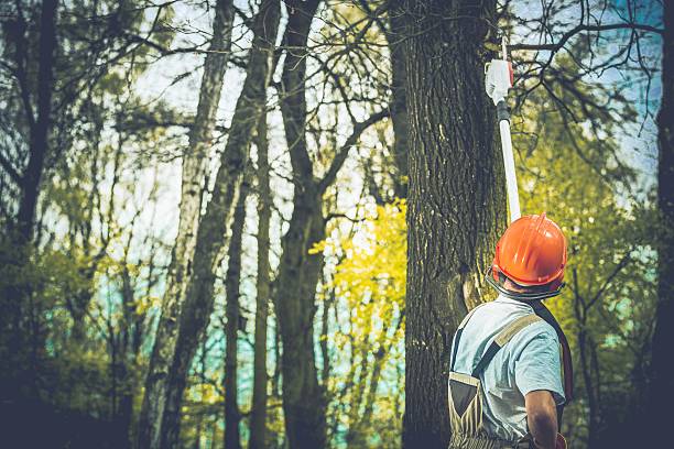 Pest Control for Lawns in Whispering Pines, NC